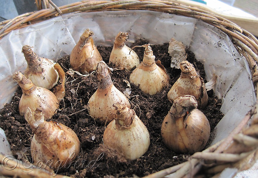 [Planting%2520Bulbs%2520in%2520Container%255B7%255D.jpg]