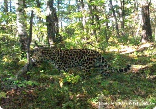 leopardo dell'amur5 leopardo dell'amur5
