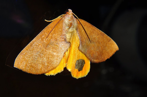 Geometridae d'Australie orientale (N.S.W.) - Geometridae : Ennominae : Nacophorini : Larophylla amimeta TURNER, 1917. Umina Beach (NSW, Australie), 8 mai 2011. Photo : Barbara Kedzierski
