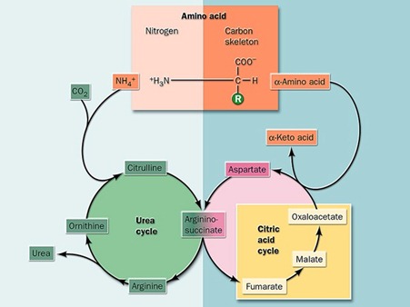 Amino acid overall pathway