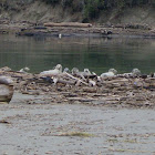 Harbor Seal