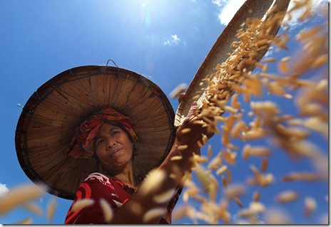 smithsonian-photo-contest-people-indonesia-farmer-harvest-maternity-almsyah-rauf