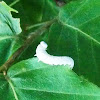 Forage Looper (Moth Larvae)
