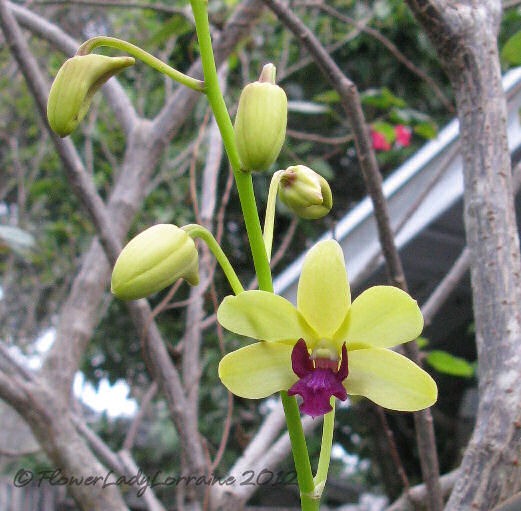 [10-25-unkn-orchid%255B4%255D.jpg]
