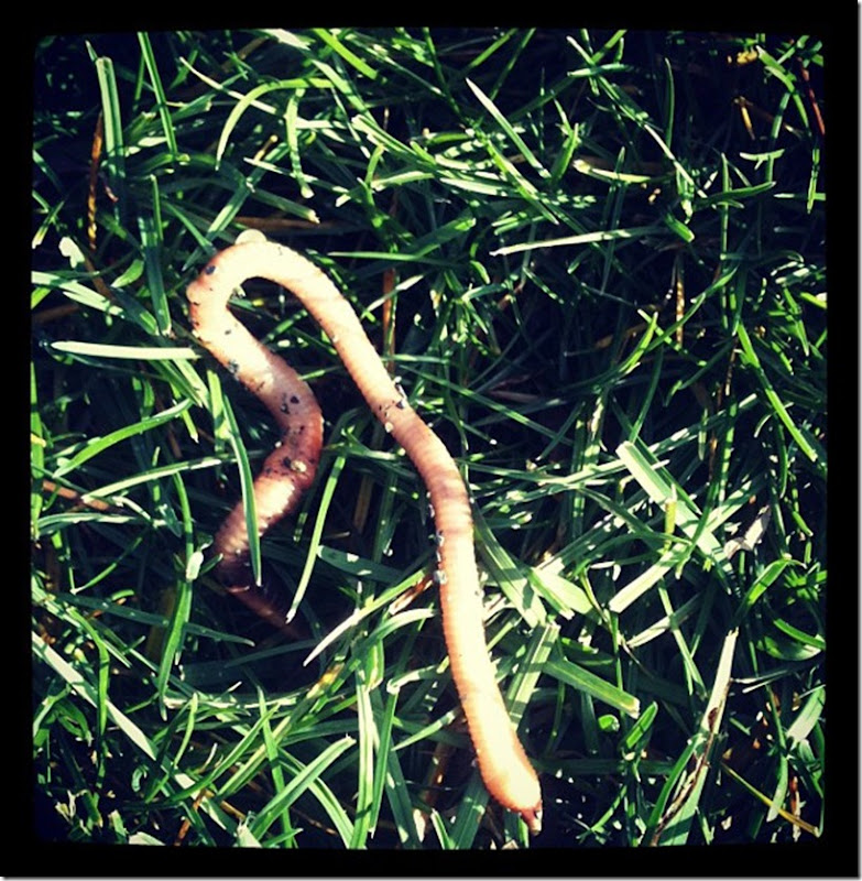 worm on grass