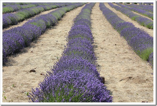 110710_Mt_Shasta_Lavender_Farm_58