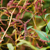 Tufted Knotweed?