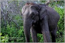 _P6A1735_wild_elephants_mudumalai_bandipur_sanctuary 