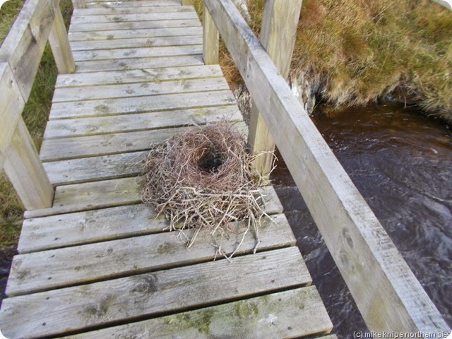 bridge with nest