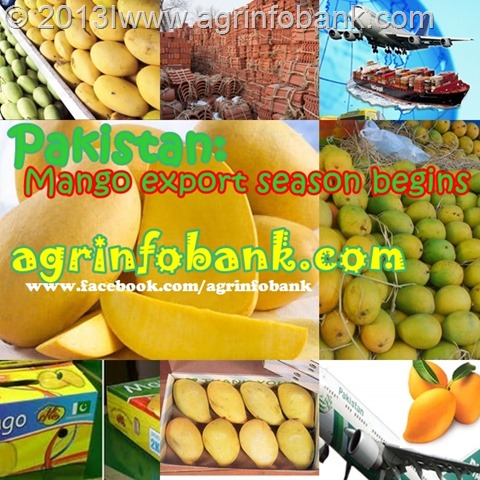 Pakistan Mango export season begins