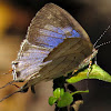 Azure hairstreak