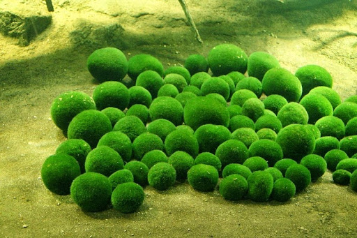 Moss Balls of Lake Myvatn and Lake Akan