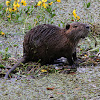 Nutria or Coypu