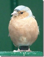dunvegan chaffinch male