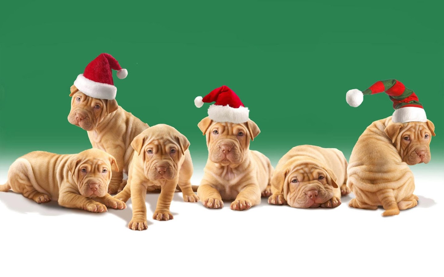 Pet Christmas Wallpaper HD - Android Apps on Google Play