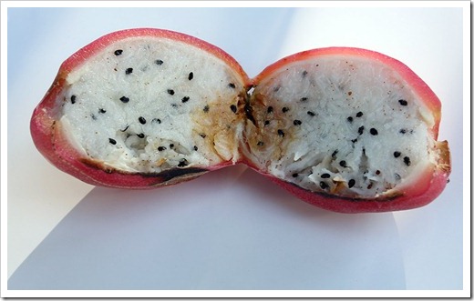 111203_cereus_hildmannianus_fruit3