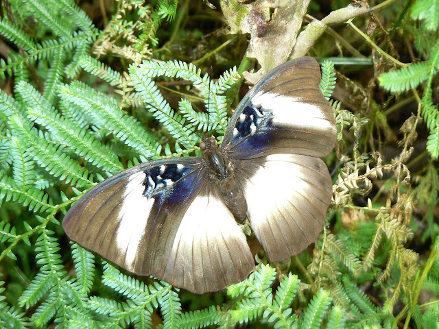 Cymothoe hyarbita hyarbita (HEWITSON, [1866]), femelle. Ebogo (Cameroun), 21 avril 2013. Photo : C. Renoton