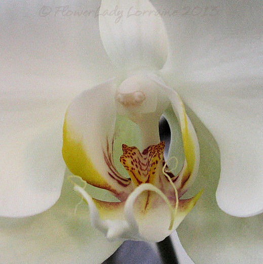 [02-03-orchid3%255B4%255D.jpg]
