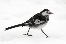 [wagtail%2520yophotographer%255B3%255D.jpg]