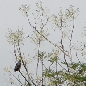 Aves em Mamirauá