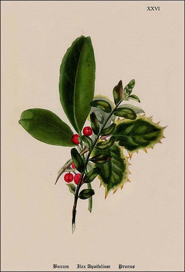 Christmas Botanical 