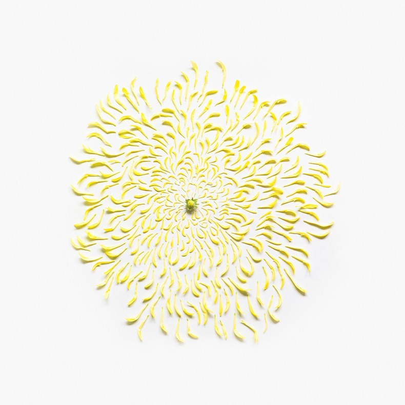 chrysanthemum-exploded-2-square-portfolio-rag-A3
