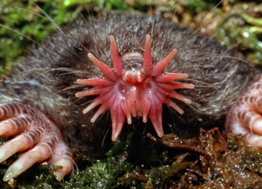 [Amazing%2520Animal%2520Pictures%2520Star%2520Nosed%2520Mole%2520%25281%2529%255B3%255D.jpg]