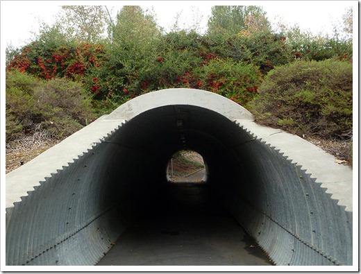 111121_underpass_with_cotoneaster