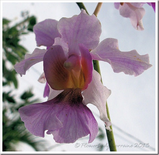 03-14-vanda-orchids2