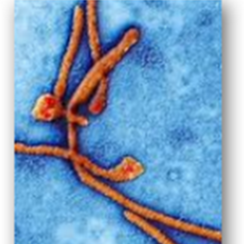 Ebola Vaccine Research Sat on the Shelf For 10 Years–Good Reason to Not Over Look NIH Funding As There Was No Money To Be Made for Pharma To Get Involved