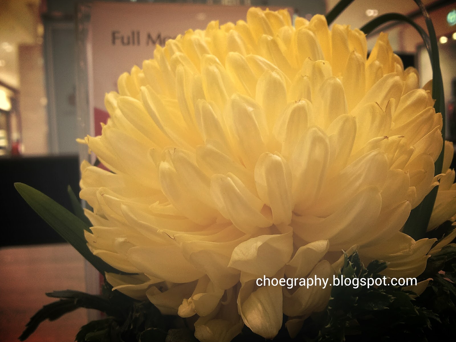 Theme The Chrysanthemum