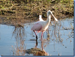 6127 Texas, South Padre Island - Birding and Nature Center - Roseate spoonbill