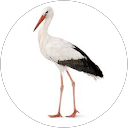 Lizzy Barton