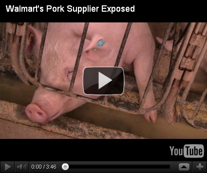 dog crates walmart on ... Walmart's Pork. Dog Saves Lady. Dogs Trapped. Ex-Slaves to Africa