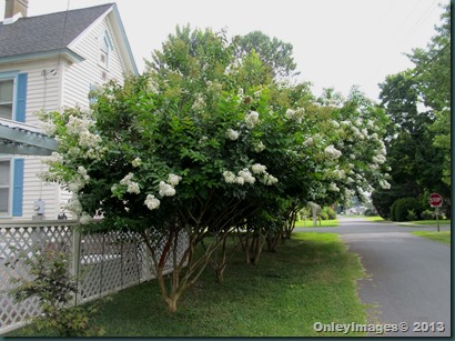 crepe myrtles side0723 (5)