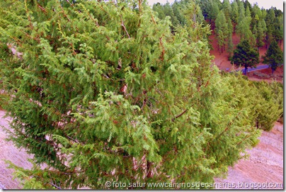 1447 Pinos de Gáldar-Gáldar(Cedro) 1447 Pinos de Gáldar-Gáldar(Cedro)