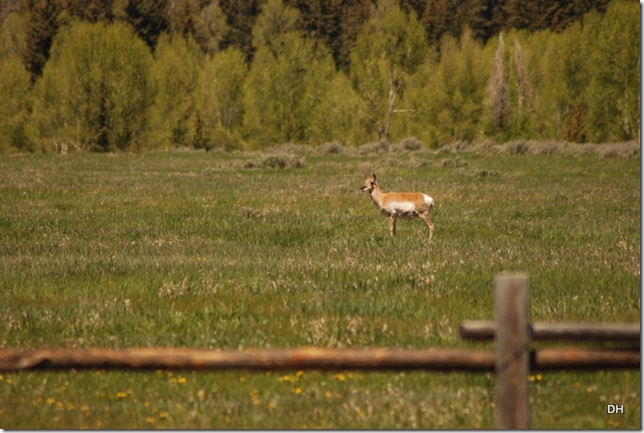 06-05-13 E Tetons Elk Ranch Flats View (40)