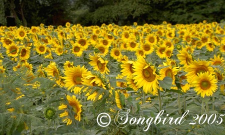 [Sunflowers-Field3.jpg]