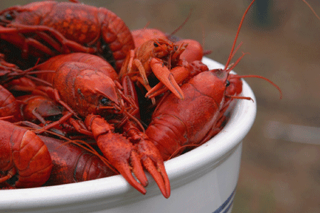 [crawfish%255B2%255D.png]