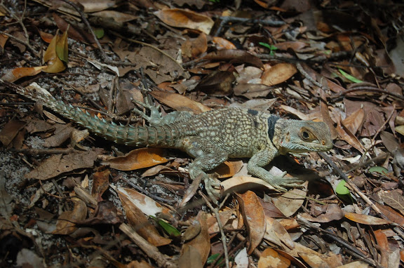 Iguanidae : Oplurinae : Oplurus cuvieri GRAY, 1831. Réserve d'Ankarafantsika (50 km à l'est de Majunga), 210 m d'altitude, 8 février 2011. Photo : T. Laugier