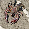 Crayfish or crawdad