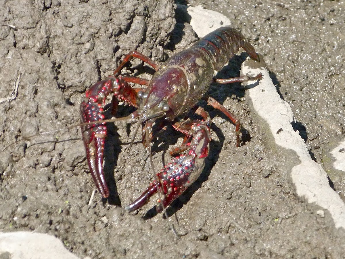 Crayfish or crawdad