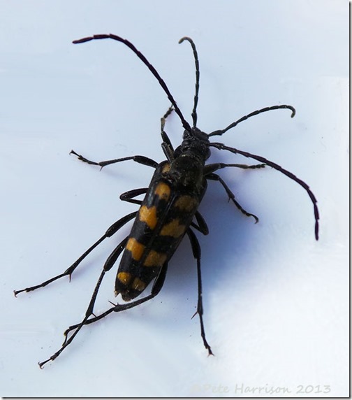 11-4-Banded-Longhorn-Beetle-(Leptura-quadrifasciata)