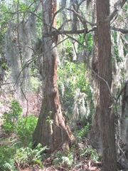 Florida Marriott Cypress Harbour cypress trees w spanish moss