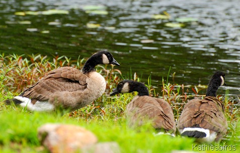 4. goose family-kab