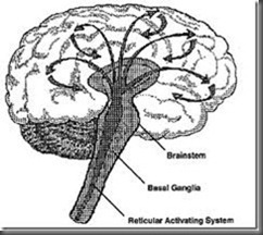 reticular activating system