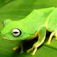 Leap Frog Sri Lanka