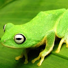 Leaf-nesting shrub frog