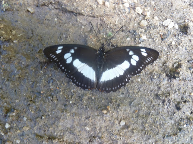 Pseudacraea lucretia apaturoides (C. & R. FELDER, [1867]), femelle. Parc de Mantadia (Madagascar), 27 décembre 2013. Photo : J. Marquet