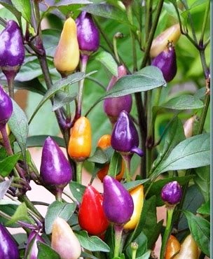[Bolivian%2520Rainbow%2520Peppers%255B2%255D.jpg]